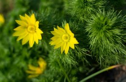 Adonis is recommended for patients whose hearts are beating too fast or irregularly, and in the treatment of low blood pressure and in homeopathy as a treatment for angina.