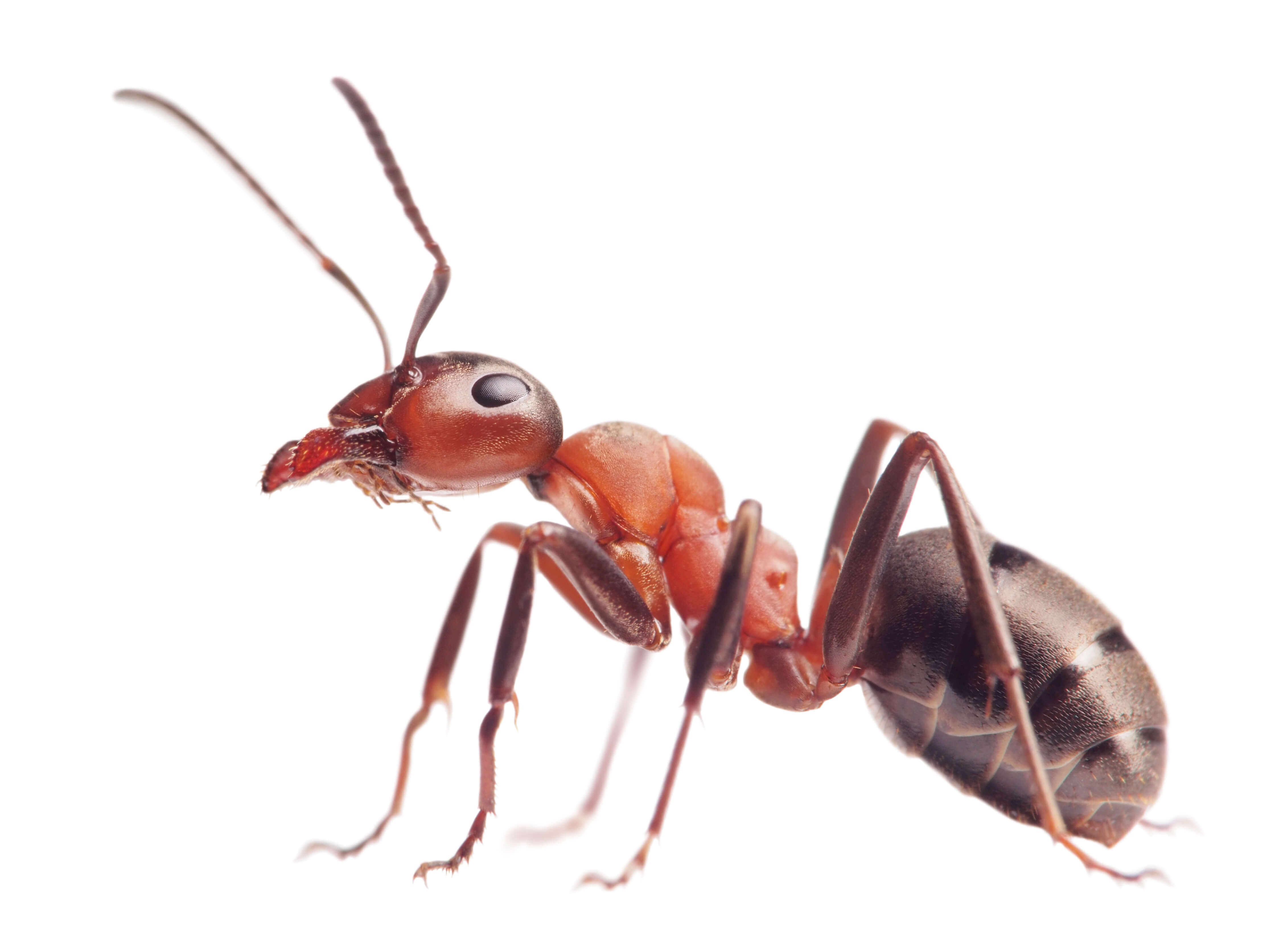 chp 5 ant