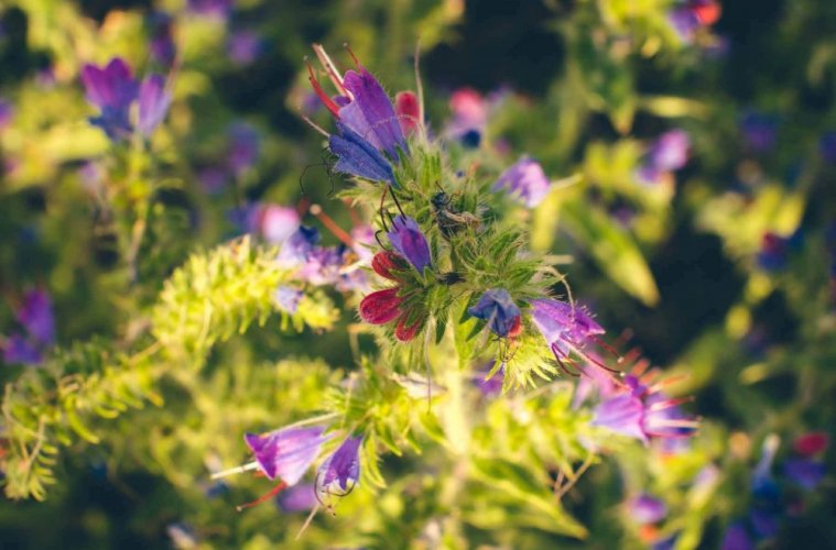 Bugloss plant is also known as- Echium vulgare, viper's Bugloss, blueweed, blue devil