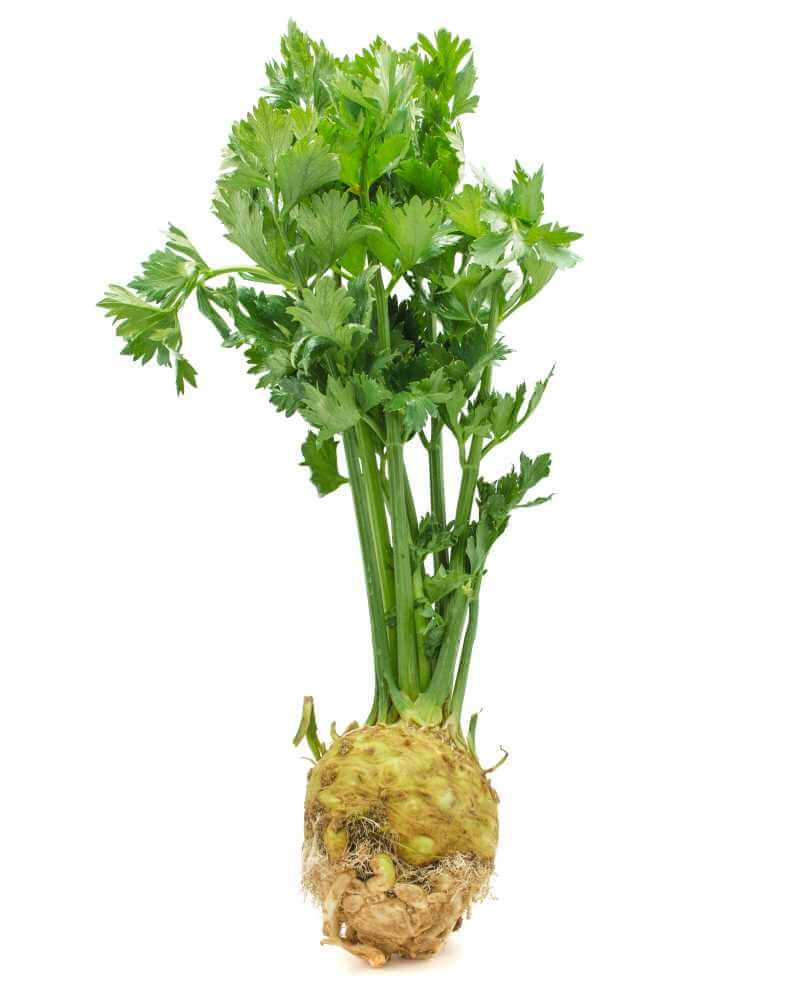 celery root and leaves