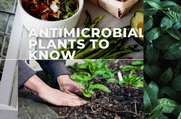 Anti-microbial Plants, Fruits And Spices