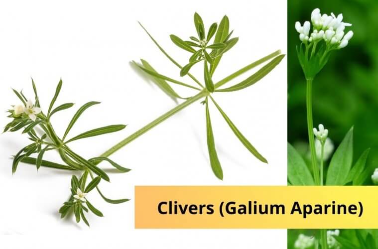 Clivers (Galium Aparine)