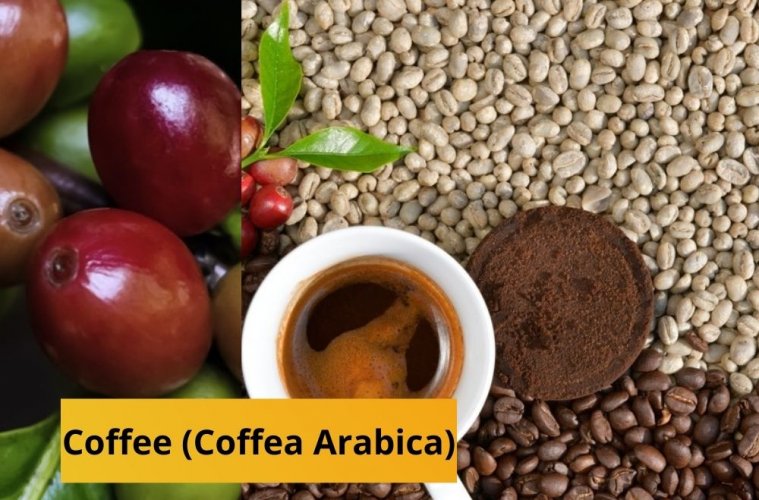 Coffee (Coffea Arabica)