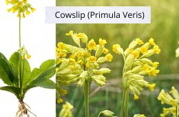 Cowslip (Primula Veris)