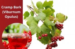 Cramp Bark (Viburnum Opulus)