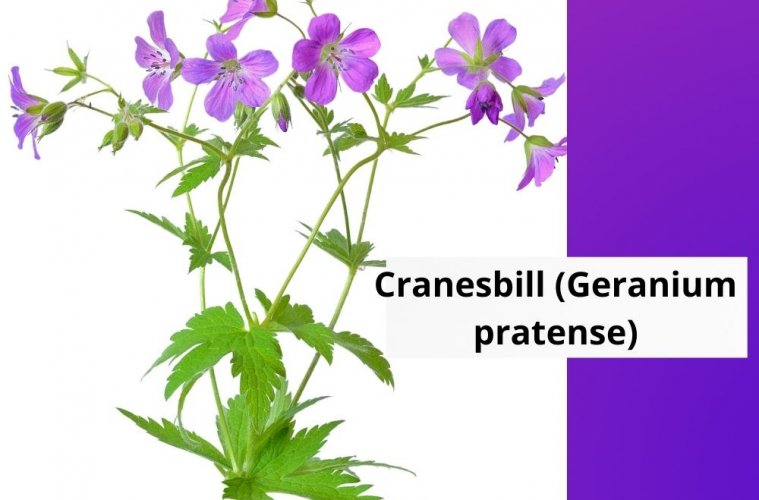 Cranesbill Geranium pratense
