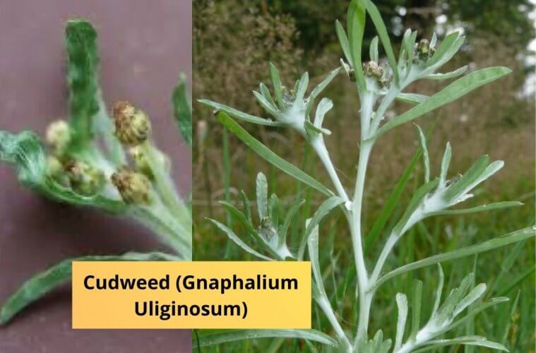 Cudweed (Gnaphalium Uliginosum)