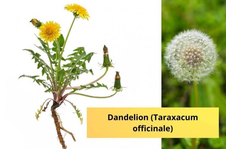 Dandelion Taraxacum officinale