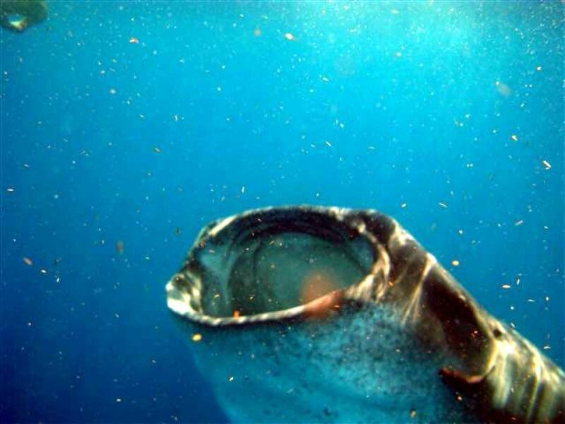 Whale shark eating plankton