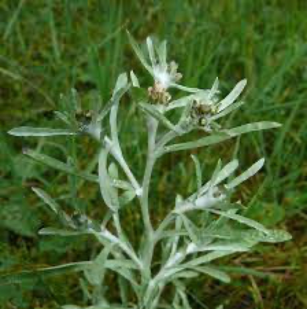 Cudweed (Gnaphalium Uliginosum)