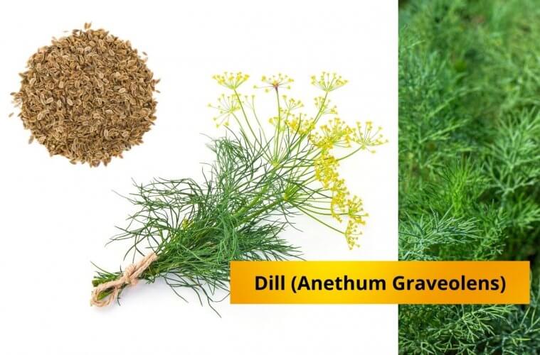 Health Benefits of Dill (Anethum Graveolens)