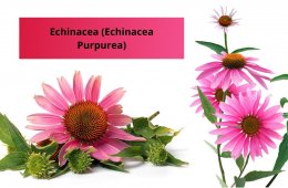 Echinacea has been used for more than 150 years to treat colds, flu, coughs, sore throats, bronchitis, and other respiratory infections.