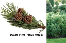 Dwarf Pine (Pinus Mugo)