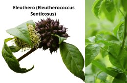 Eleuthero (Eleutherococcus Senticosus)