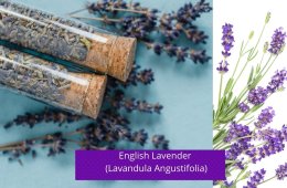 English Lavender (Lavandula Angustifolia)